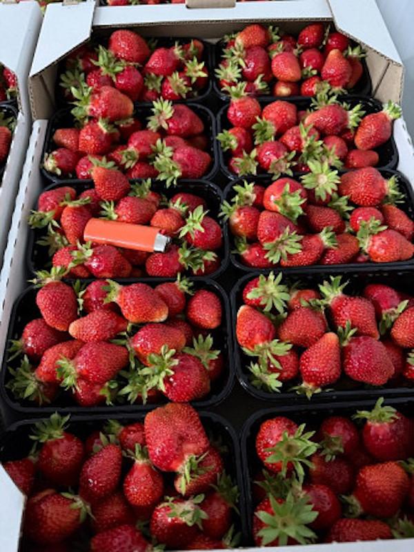 Продаж свіжої полуниці. Гурт і роздріб.