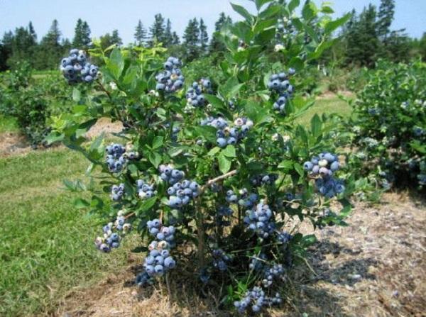 Закуповуємо лохину на вигідних умовах