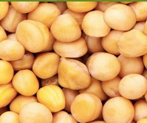 Зимуючий жовтий горох ФЕРО, 1 репродукція