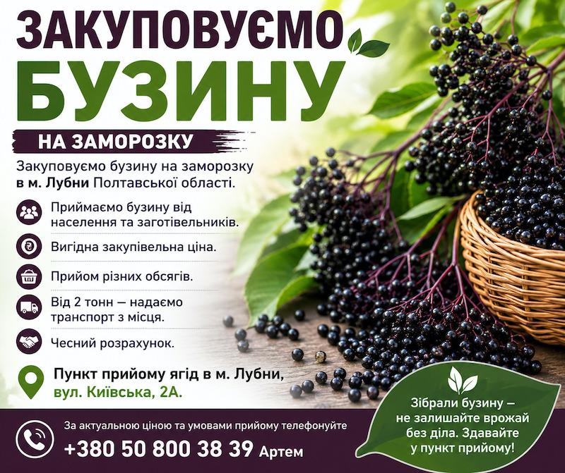 Закуповуємо бузину на заморозку