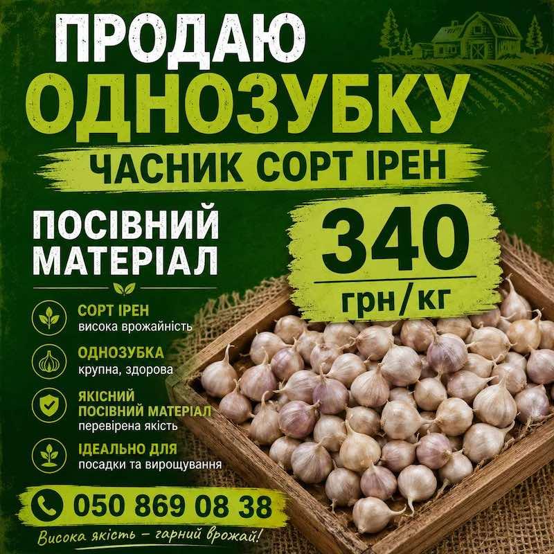 Посівний матеріал озимого часнику сорту Ірен