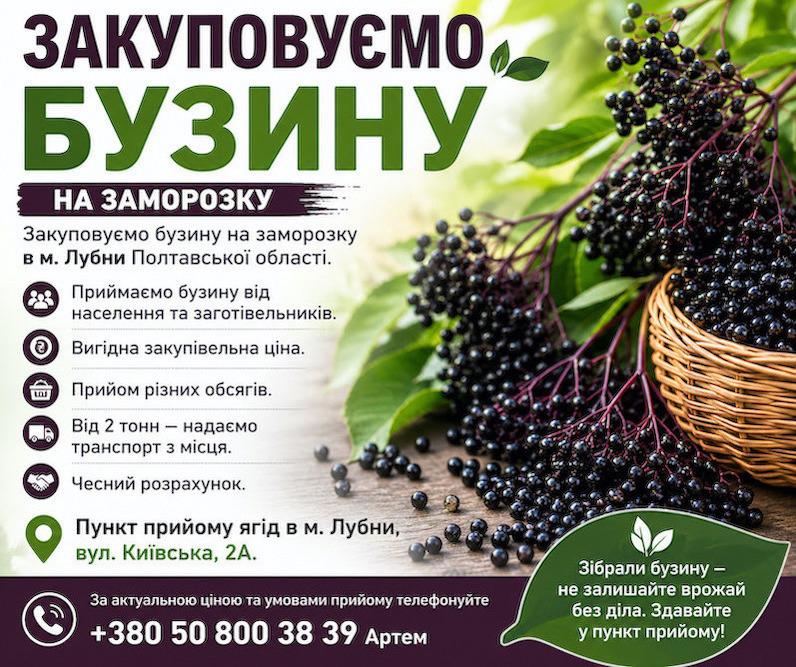 Прийом бузини в Лубнах: вигідна ціна + самовивіз від 2 тонн