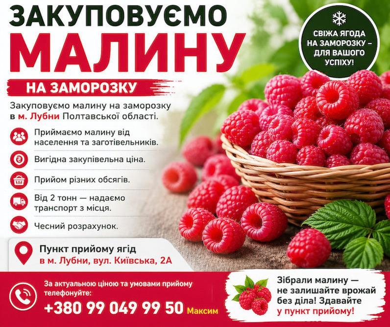 Прийом малини в Лубнах: вигідна ціна + самовивіз від 2 тонн