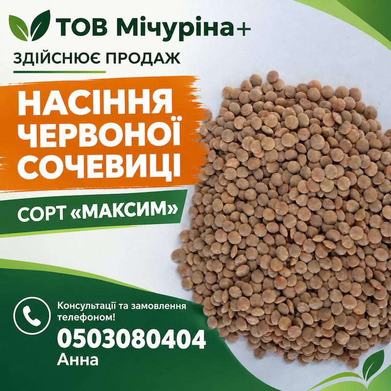 Насіння червоної сочевиці сорту «Максим» для посіву
